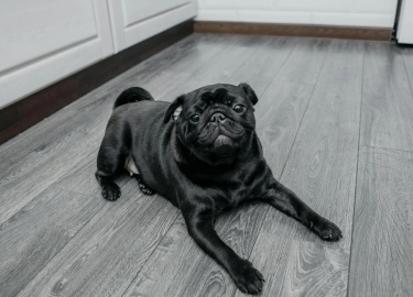 Хотите за 10 минут разобраться в напольных покрытиях для квартиры и определиться, что подойдет именно вам?
